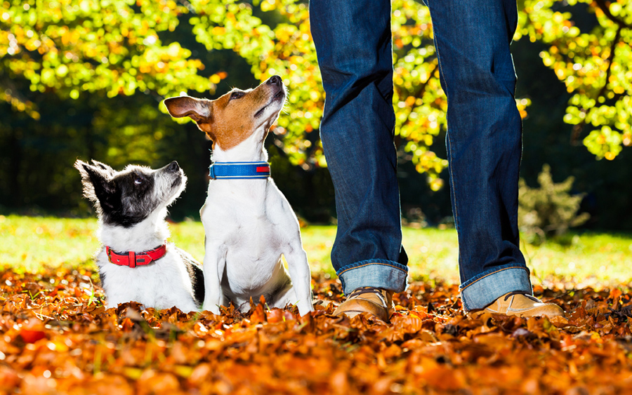 Animal Planet Pets Dogs