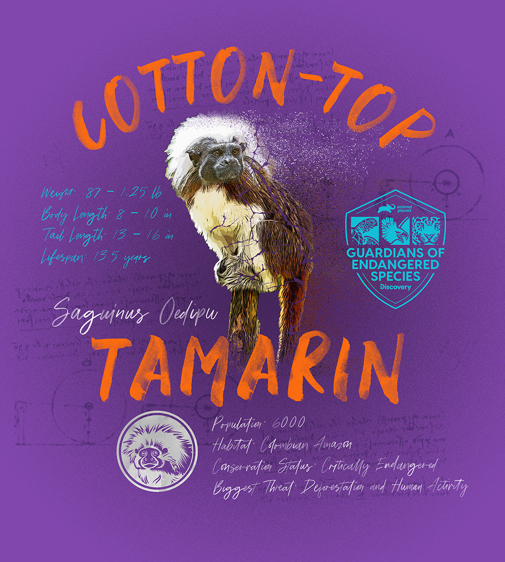 Logo Design Composed Design Cotton-Top Tamarin