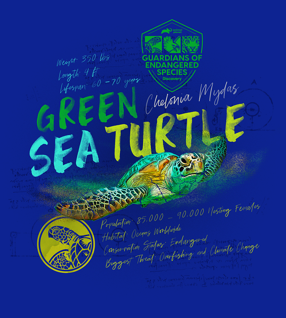 Logo Design Composed Design Green Sea Turtle