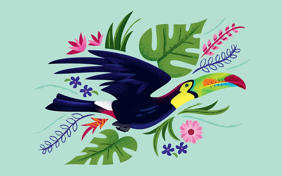 Animal Planet Latin American Kingdom Illustrations Toucan
